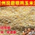 贵州现磨玉米碎玉米渣喂鸡鸭鹅鸽子猪鹌鹑饲料玉米碎渣面糠玉
