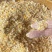 贵州现磨玉米碎玉米渣喂鸡鸭鹅鸽子猪鹌鹑饲料玉米碎渣面糠玉