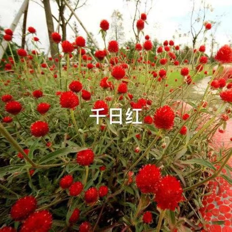 百日草百日红千日红板蓝根鸡冠花种子