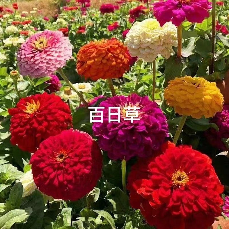 百日草百日红千日红板蓝根鸡冠花种子