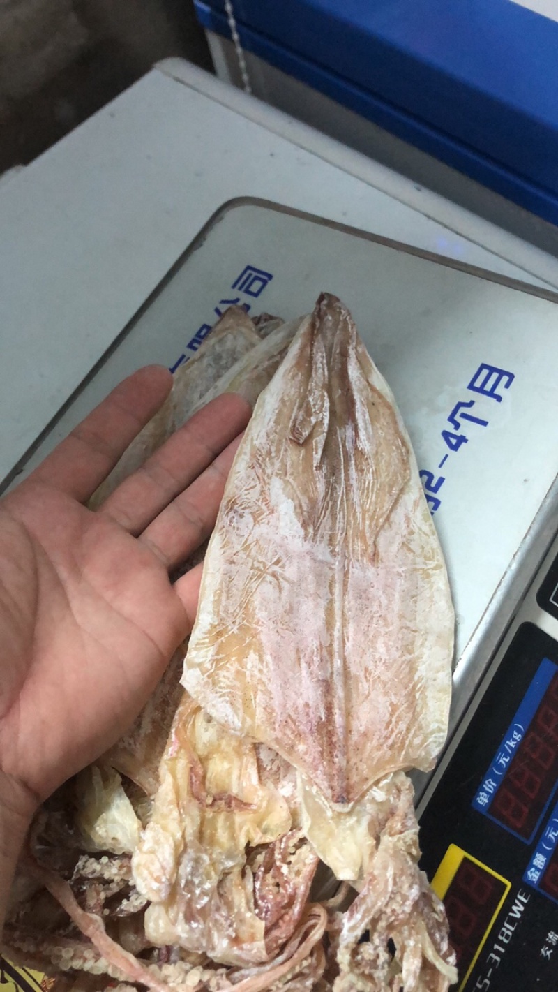 本港鱿鱼