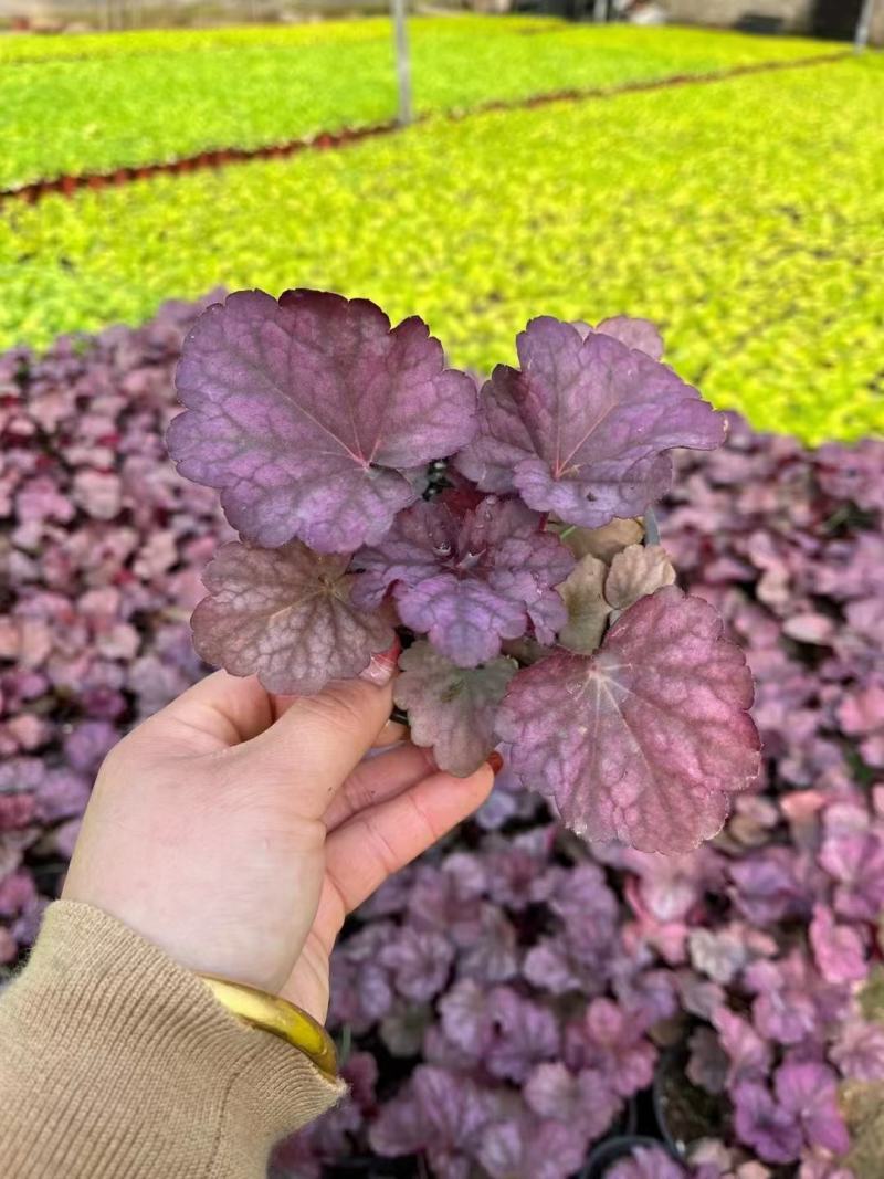 优质矾根基地直发全程视频发货质量保证