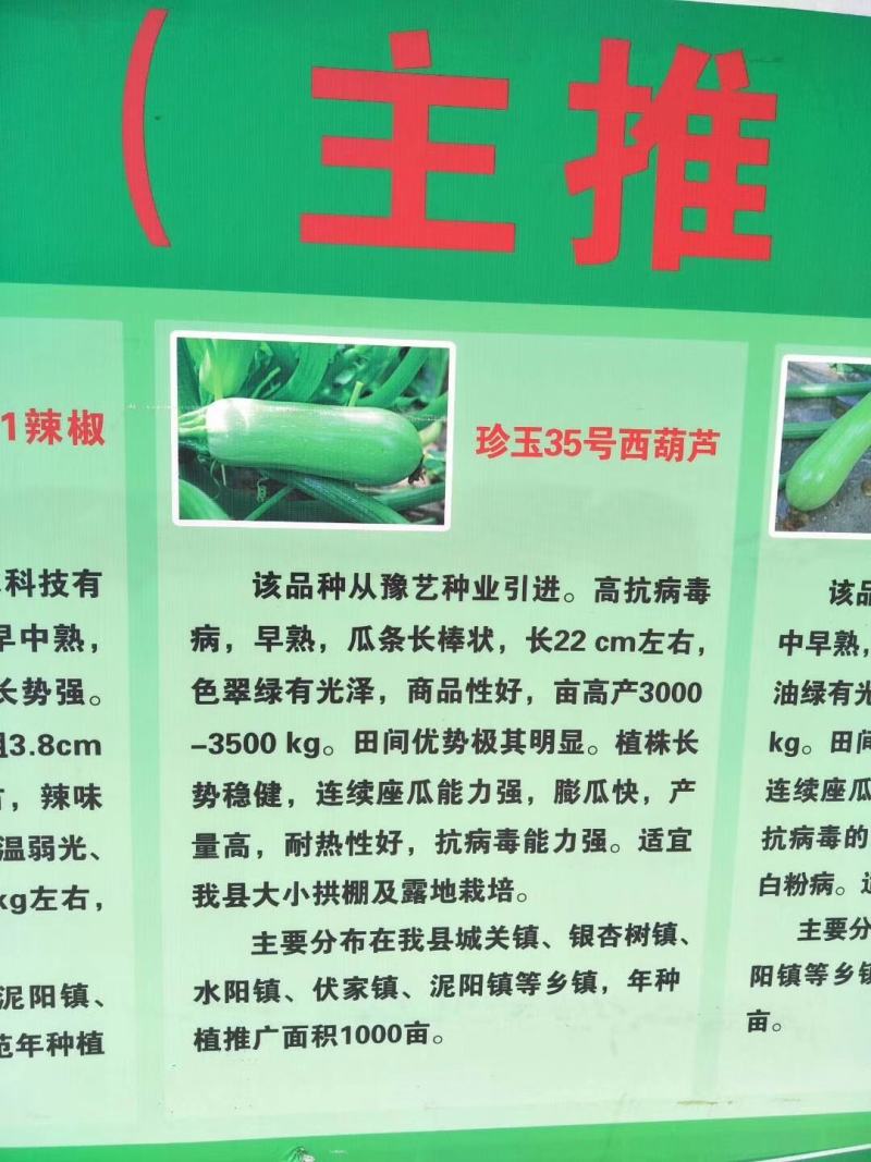 珍玉17号西葫芦种子色油绿有光泽商品性好6000公斤亩