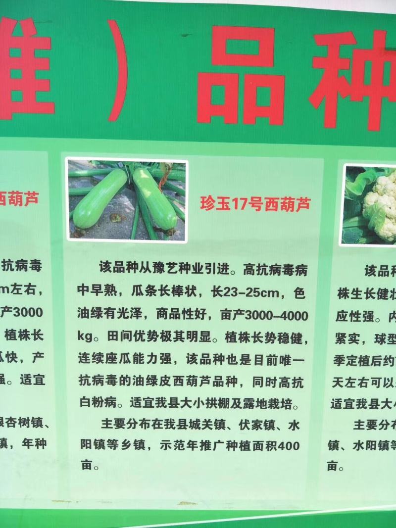 珍玉17号西葫芦种子色油绿有光泽商品性好6000公斤亩