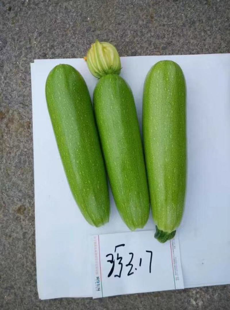 珍玉17号西葫芦种子色油绿有光泽商品性好6000公斤亩