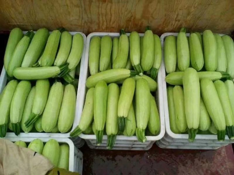 珍玉17号西葫芦种子色油绿有光泽商品性好6000公斤亩