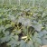 珍玉17号西葫芦种子色油绿有光泽商品性好6000公斤亩