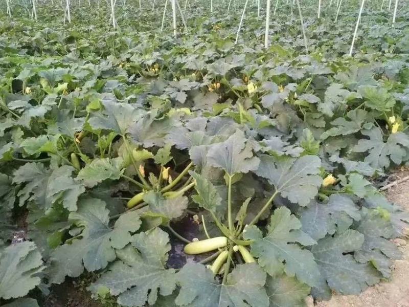 珍玉17号西葫芦种子色油绿有光泽商品性好6000公斤亩