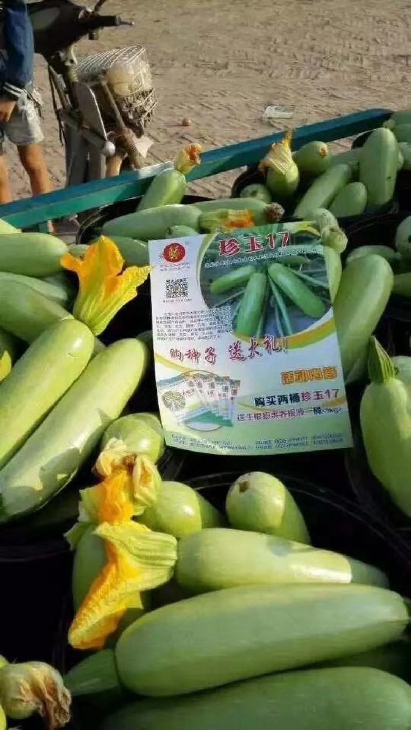 珍玉17号西葫芦种子色油绿有光泽商品性好6000公斤亩