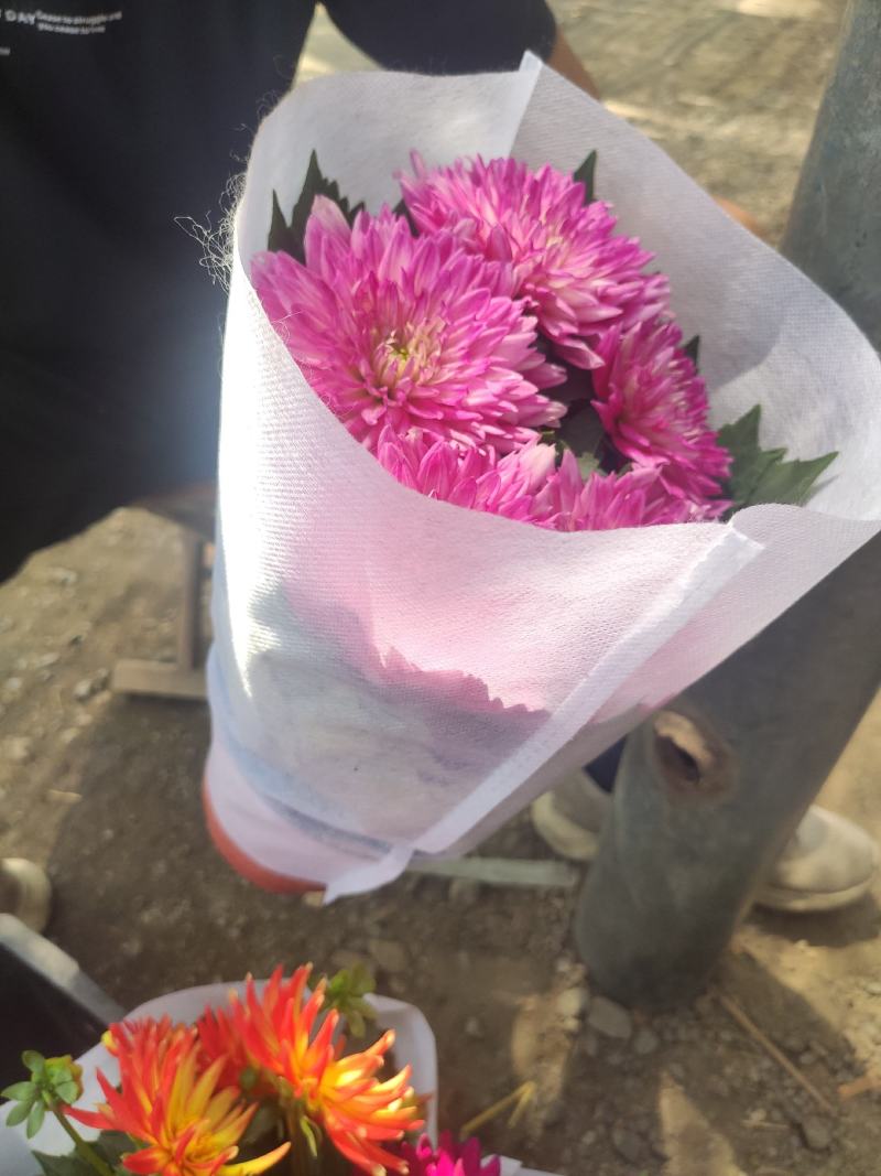 优质大丽花基地直发颜色多样质量保证
