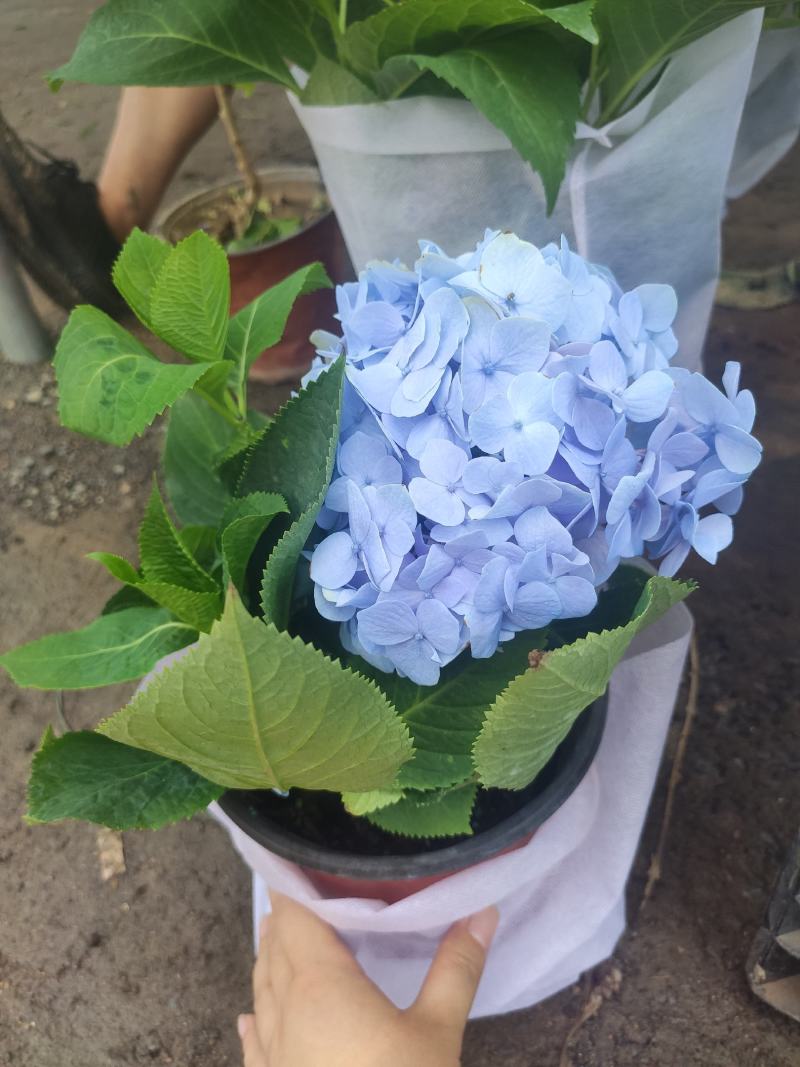 漂亮的绣球基地直发质量保证全程视频看货