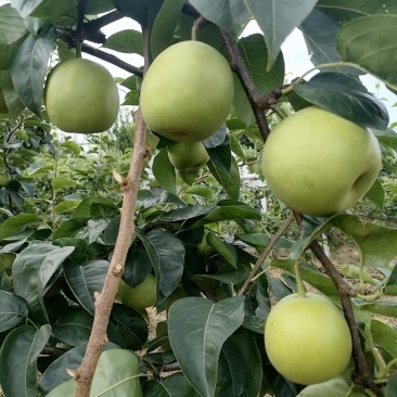 四川苍溪翠冠梨。十万斤的货。