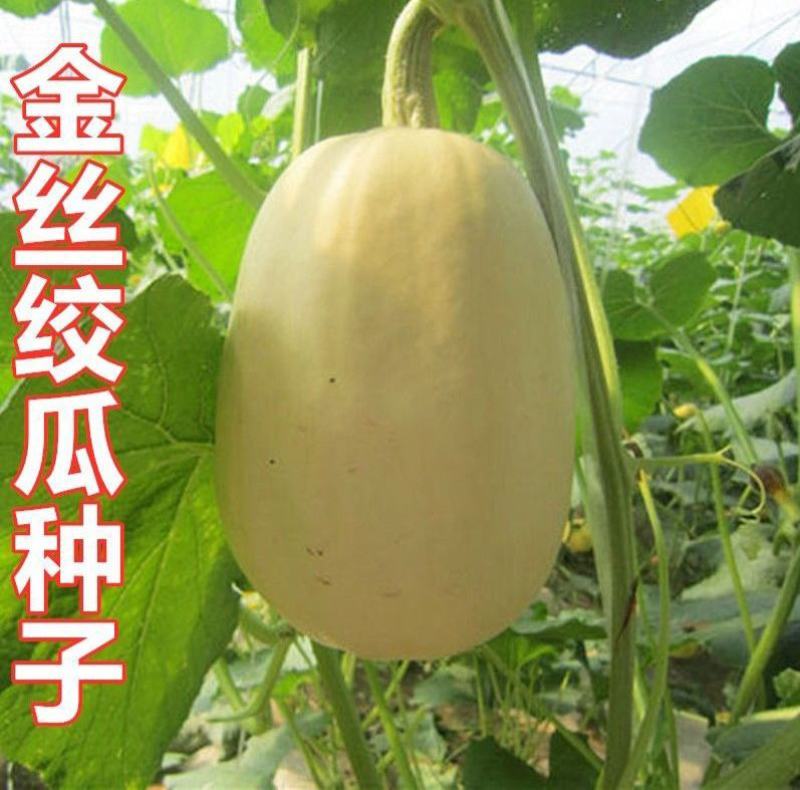 金丝搅瓜种子海蜇丝瓜果金丝绞瓜种子天然粉丝瓜搅瓜春秋热播