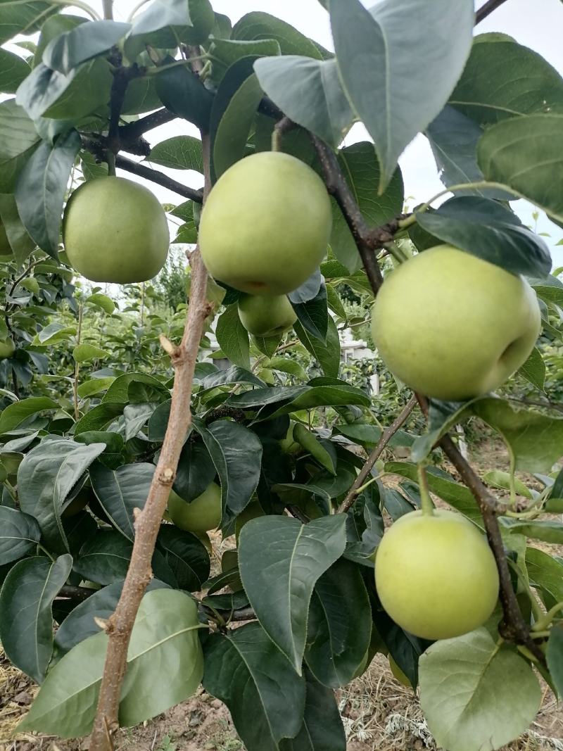 四川苍溪翠冠梨。十万斤的货。