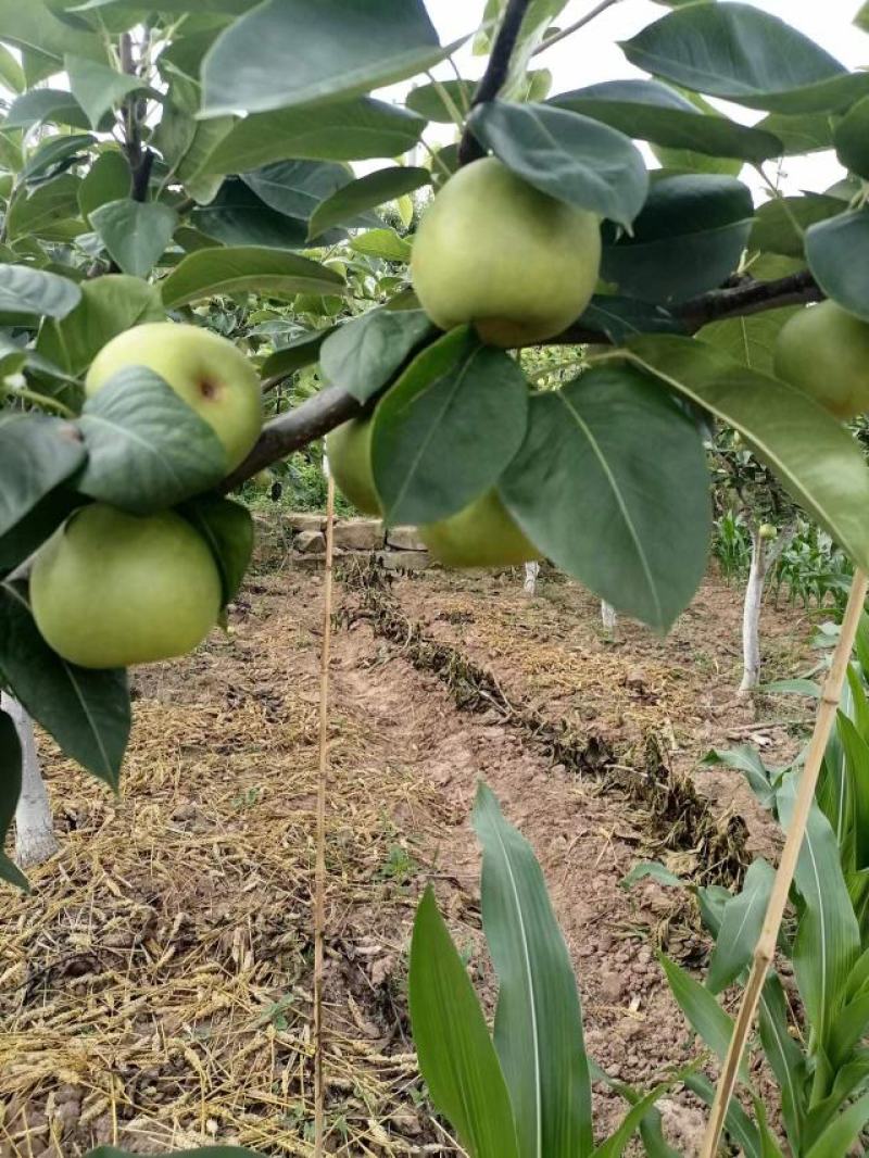 四川苍溪翠冠梨。十万斤的货。