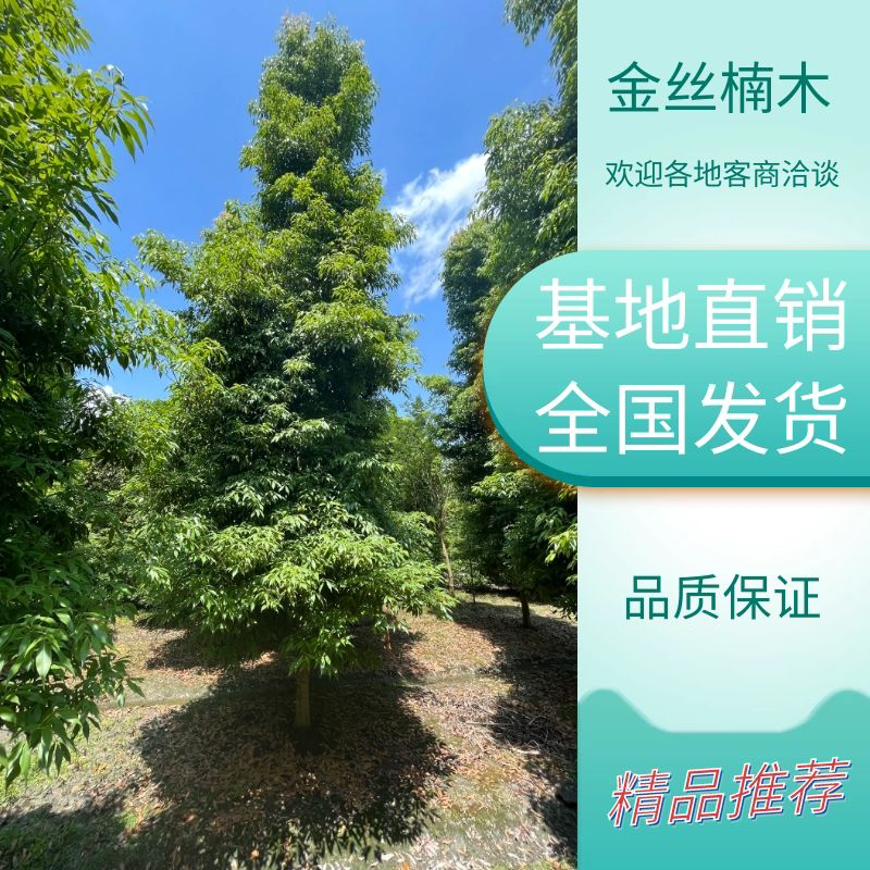四川正宗金丝楠木小叶桢楠1到50公分基地批发！大小齐全！
