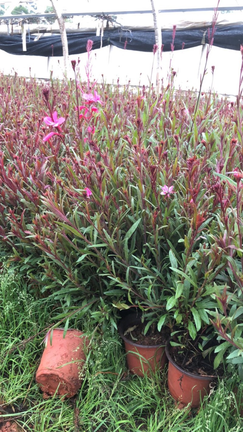千鸟花山桃草