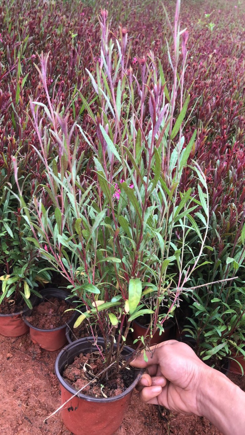 千鸟花山桃草
