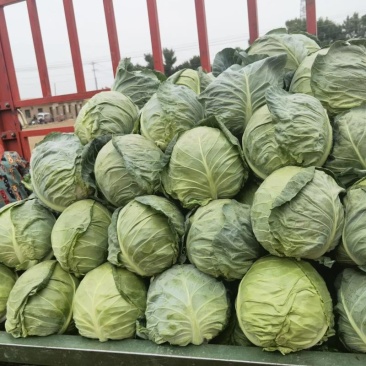 中甘甘蓝产地一手货源货品保质保量欢迎进店订购咨询