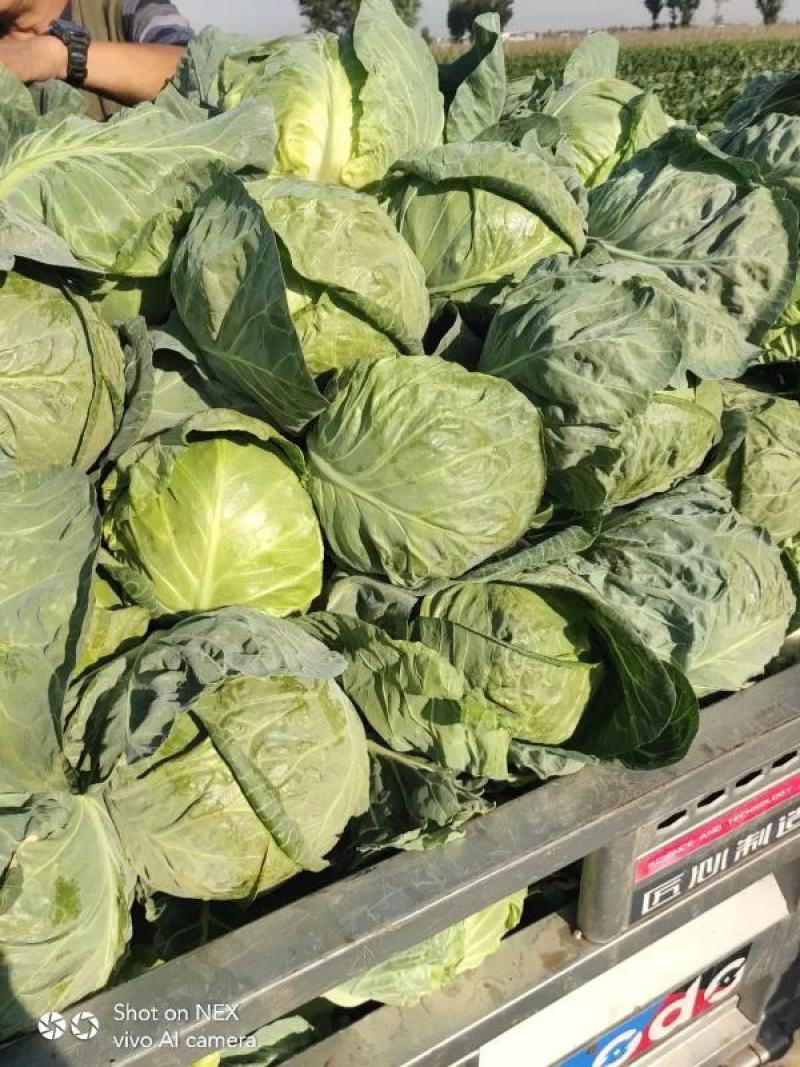 中甘甘蓝产地一手货源货品保质保量欢迎进店订购咨询