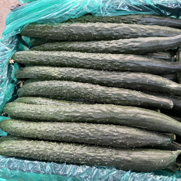 濮阳精品黄瓜质量保证代发全国基地直销