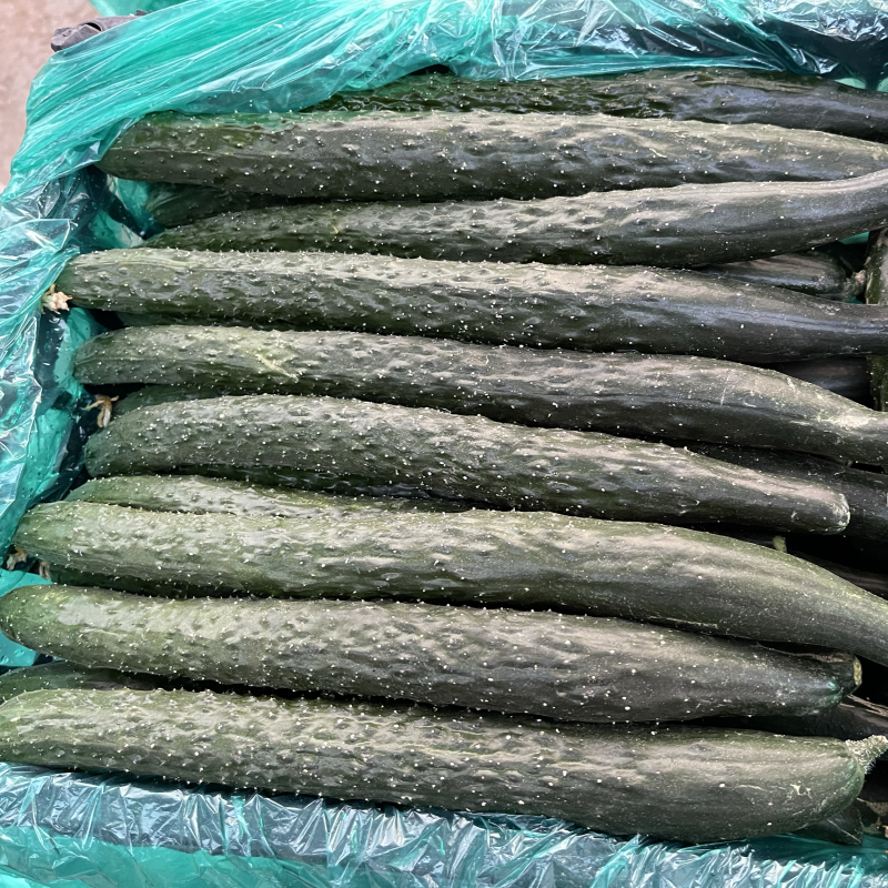 濮阳精品黄瓜质量保证代发全国基地直销
