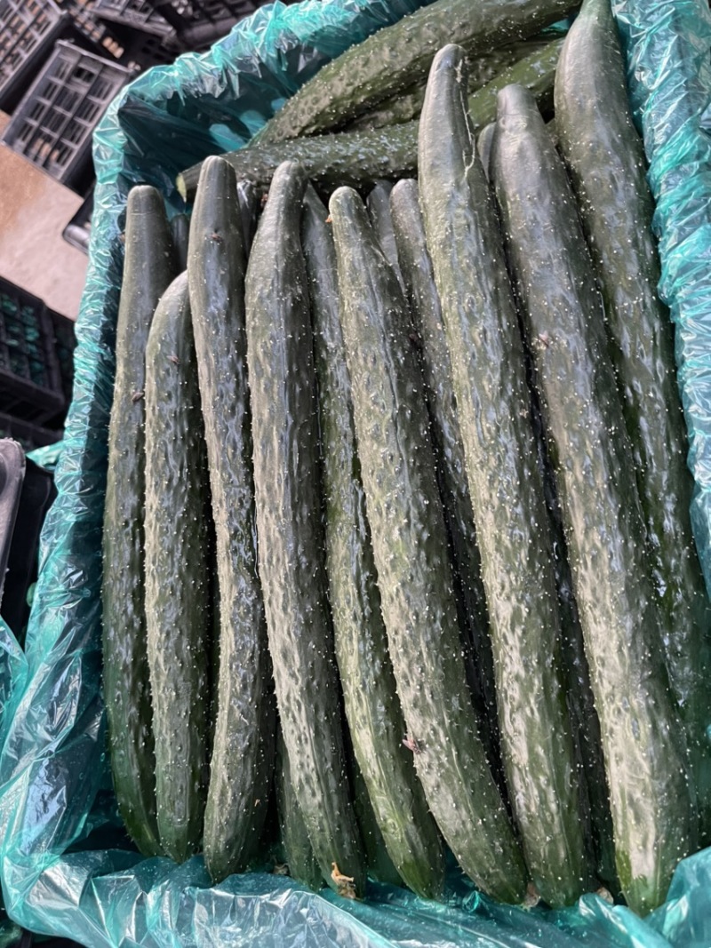 濮阳精品黄瓜质量保证代发全国基地直销