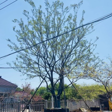 江苏句容精品丛生多杆拼栽朴树（小苗）低价供应基地