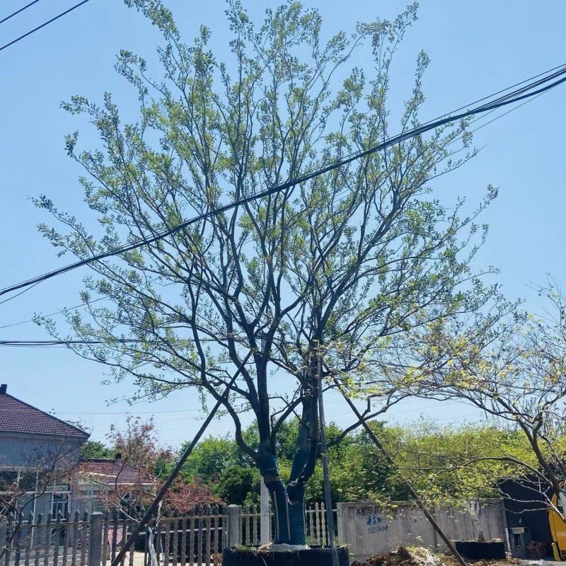 江苏句容精品丛生多杆拼栽朴树（小苗）低价供应基地