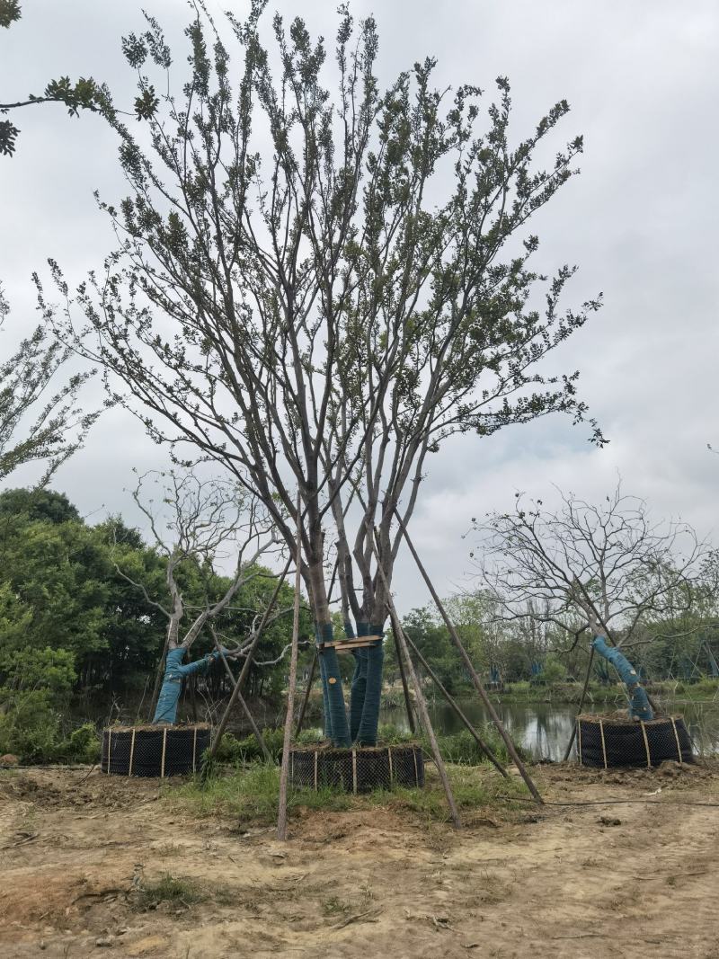江苏句容精品丛生多杆拼栽朴树（小苗）低价供应基地
