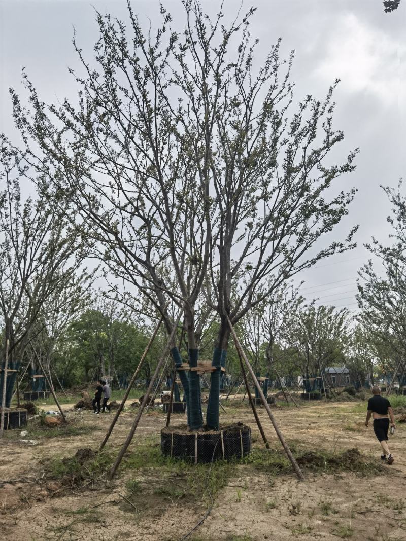 江苏句容精品丛生多杆拼栽朴树（小苗）低价供应基地