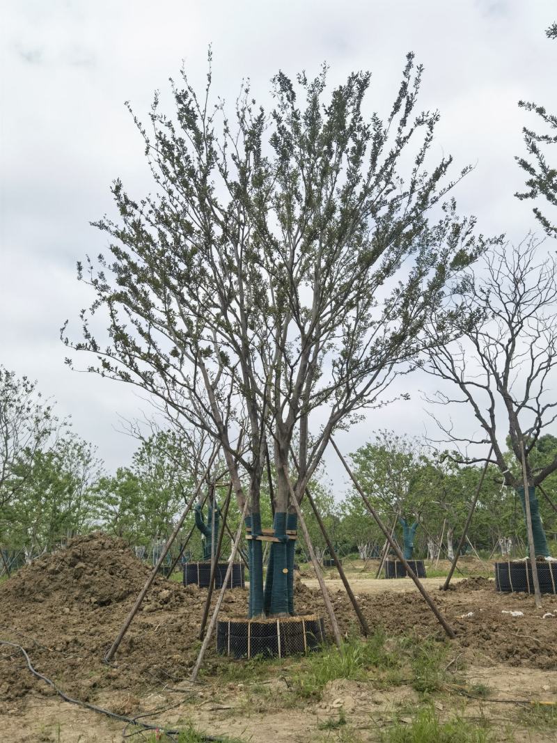 江苏句容精品丛生多杆拼栽朴树（小苗）低价供应基地