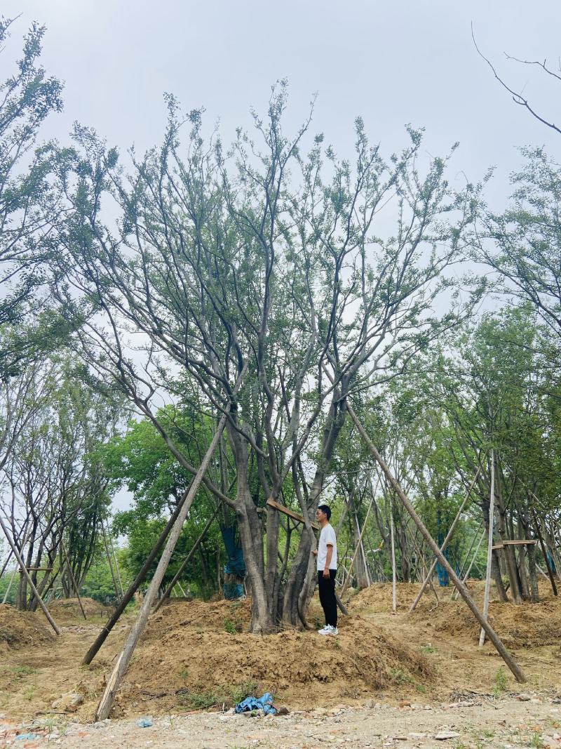 江苏句容精品丛生多杆拼栽朴树（小苗）低价供应基地
