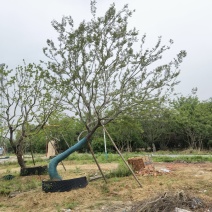 江苏句容精品弯杆造型朴树低价全国供应基地