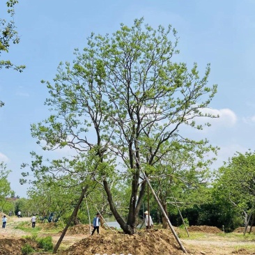 江苏句容精品造型弯杆乌桕，多杆丛生拼栽乌桕基地