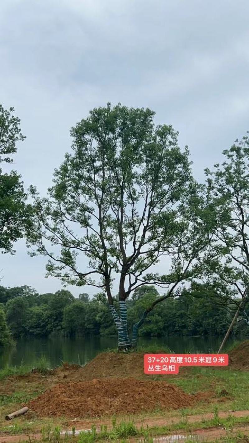 江苏句容精品造型弯杆乌桕，多杆丛生拼栽乌桕基地