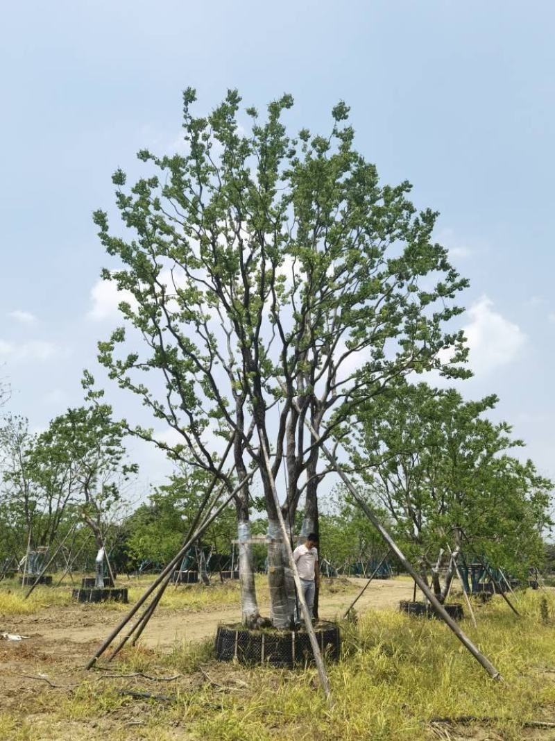 江苏句容精品造型弯杆乌桕，多杆丛生拼栽乌桕基地