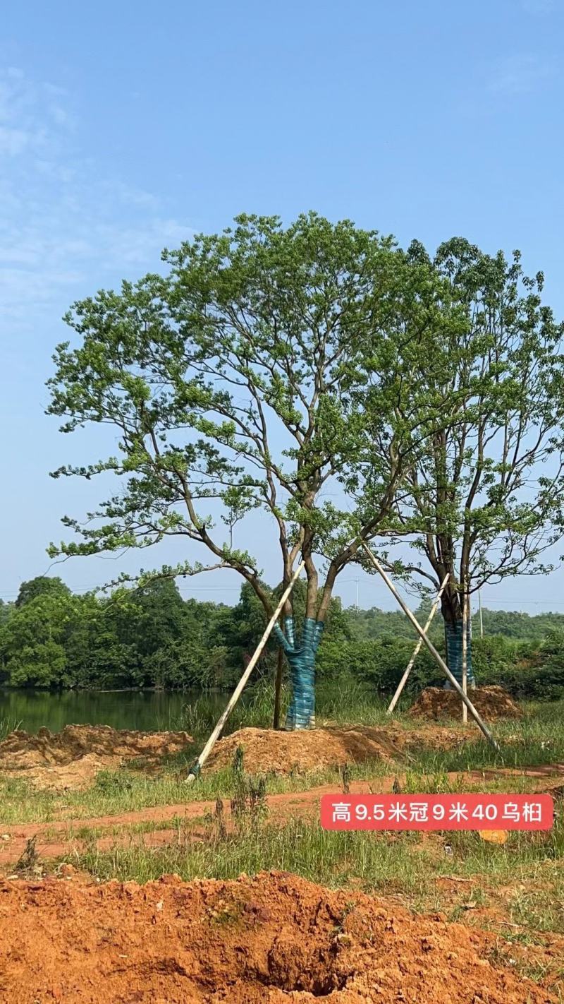 江苏句容精品造型弯杆乌桕，多杆丛生拼栽乌桕基地