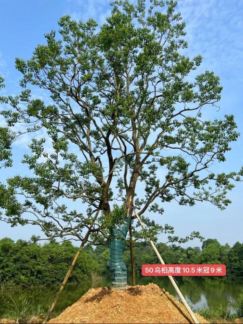江苏句容精品造型弯杆乌桕，多杆丛生拼栽乌桕基地