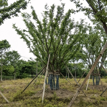 江苏句容精品拼栽丛生榉树（小苗）全国低价供应基地