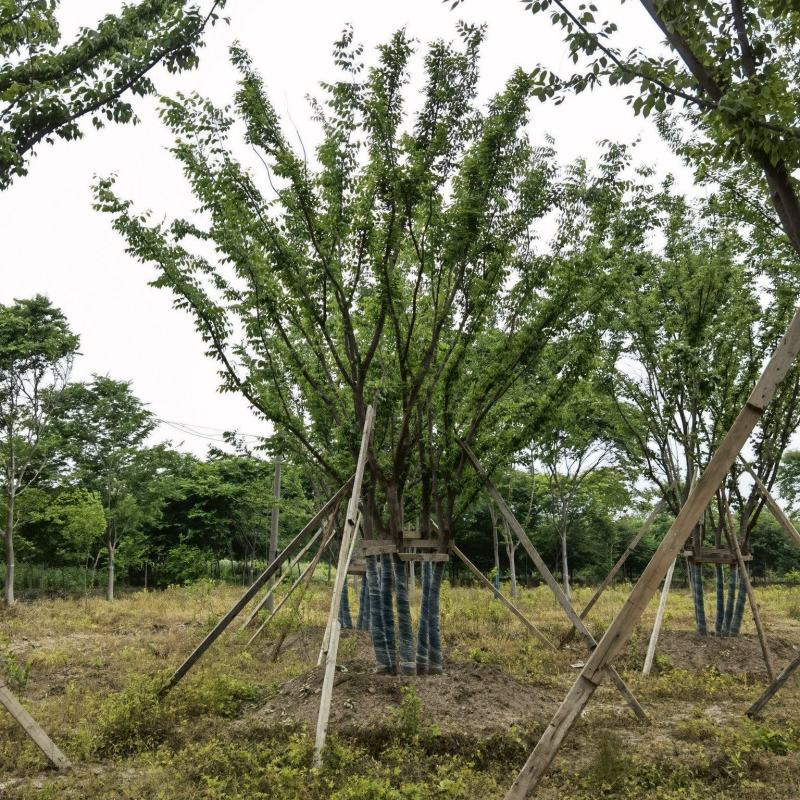 江苏句容精品拼栽丛生榉树（小苗）全国低价供应基地