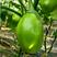 绿茄子种子绿罐圆茄种籽青长茄子籽菜种籽春夏季四季农家蔬菜