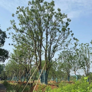 江苏句容精品丛生多杆拼栽香樟（小苗）基地低价供应