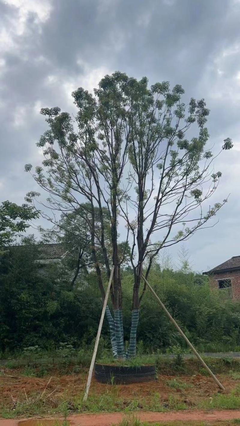 江苏句容精品丛生多杆拼栽香樟（小苗）基地低价供应