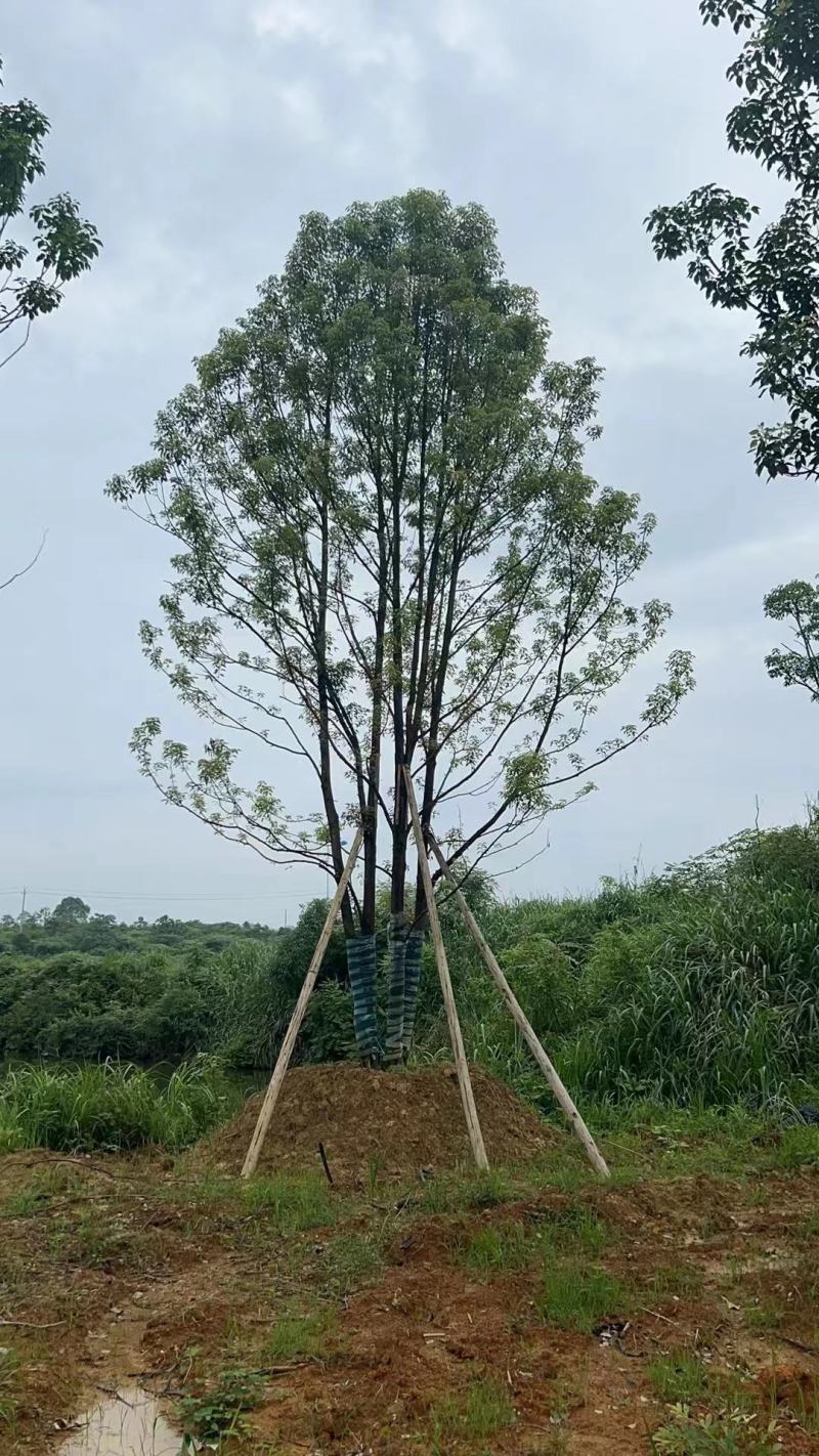 江苏句容精品丛生多杆拼栽香樟（小苗）基地低价供应