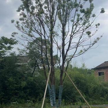 江苏句容精品丛生多杆拼栽香樟（小苗）基地低价供应