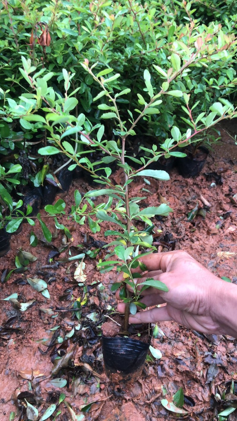 火把果火棘