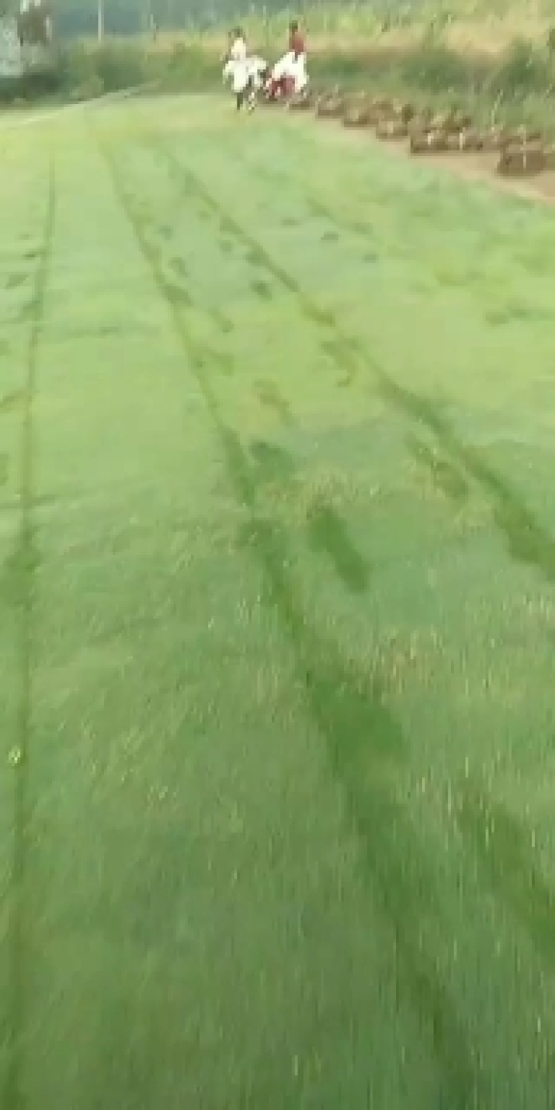 湖北增彩草坪基地常年出售精品百慕大，马尼拉，欢迎定购。