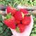 草莓种子四季种植奶油草莓籽四季草莓籽草莓种籽子水果种子