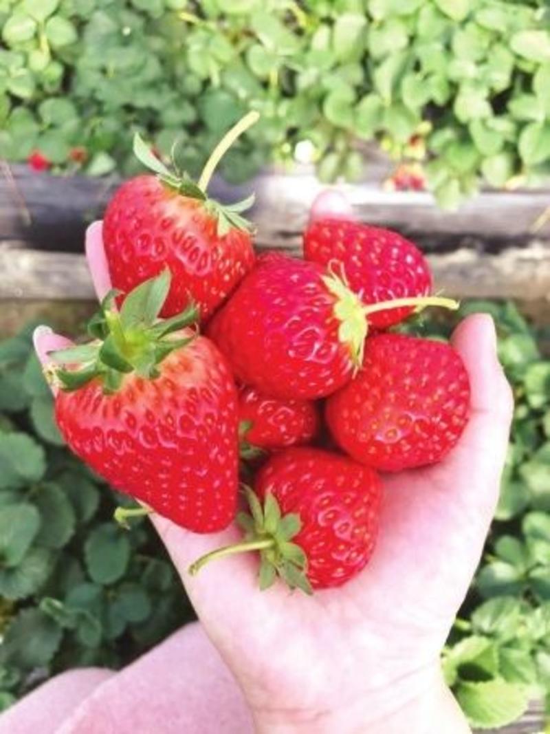 草莓种子四季种植奶油草莓籽四季草莓籽草莓种籽子水果种子